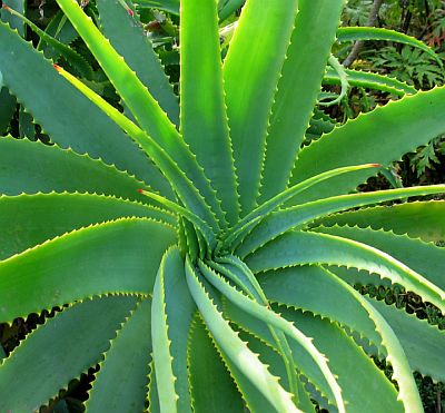planta de aloe vera